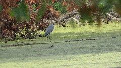 bird; Sheldon Marsh; Huron, OH